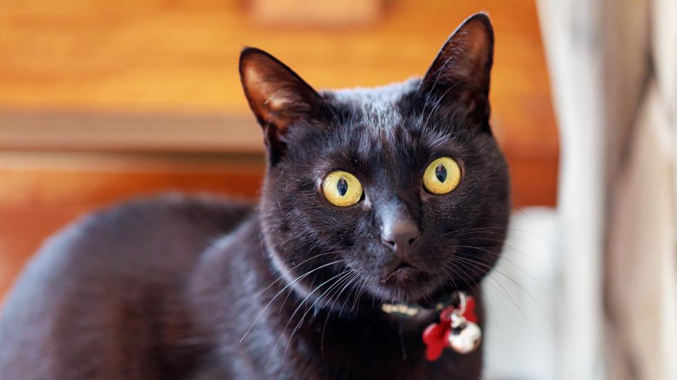 eosinophilic keratitis in cats; a cat with large eyes.